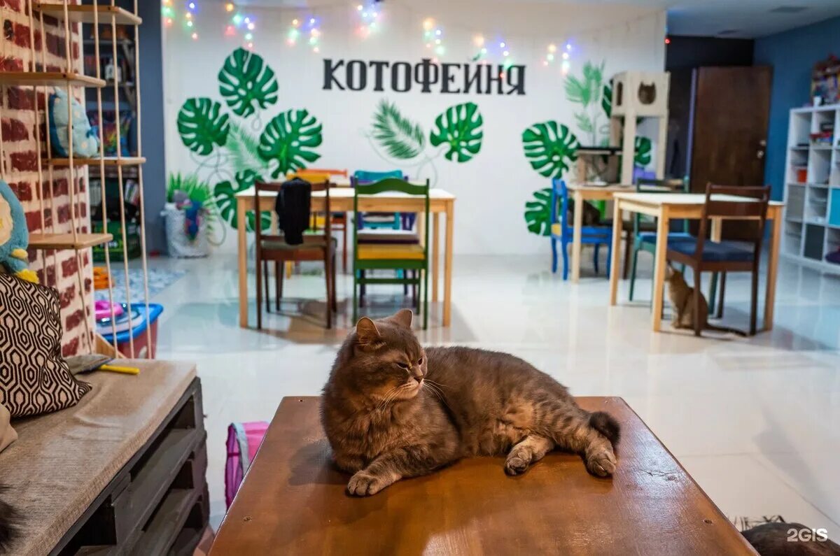 Котокафе деликотес просп ленина 101 фото Мурлыкающий город Север-юг моя гавань Дзен
