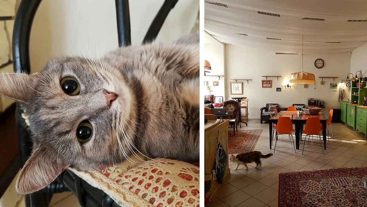 Котокафе деликотес просп ленина 101 фото Новая басманная 31 котокафе