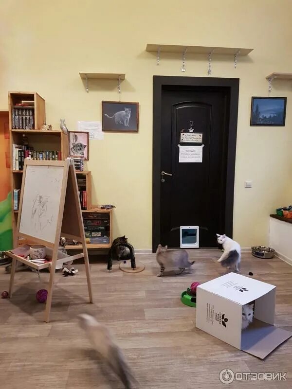 Котокафе котофейня ул земляной вал 32 фото Отзыв о Кафе "Котофейня" (Россия, Москва) Давно хотели зайти во что-то подобное