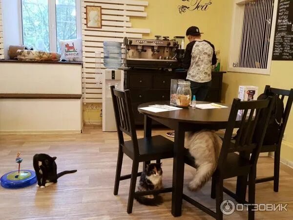 Котокафе котофейня ул земляной вал 32 фото Отзыв о Кафе "Котофейня" (Россия, Москва) Давно хотели зайти во что-то подобное