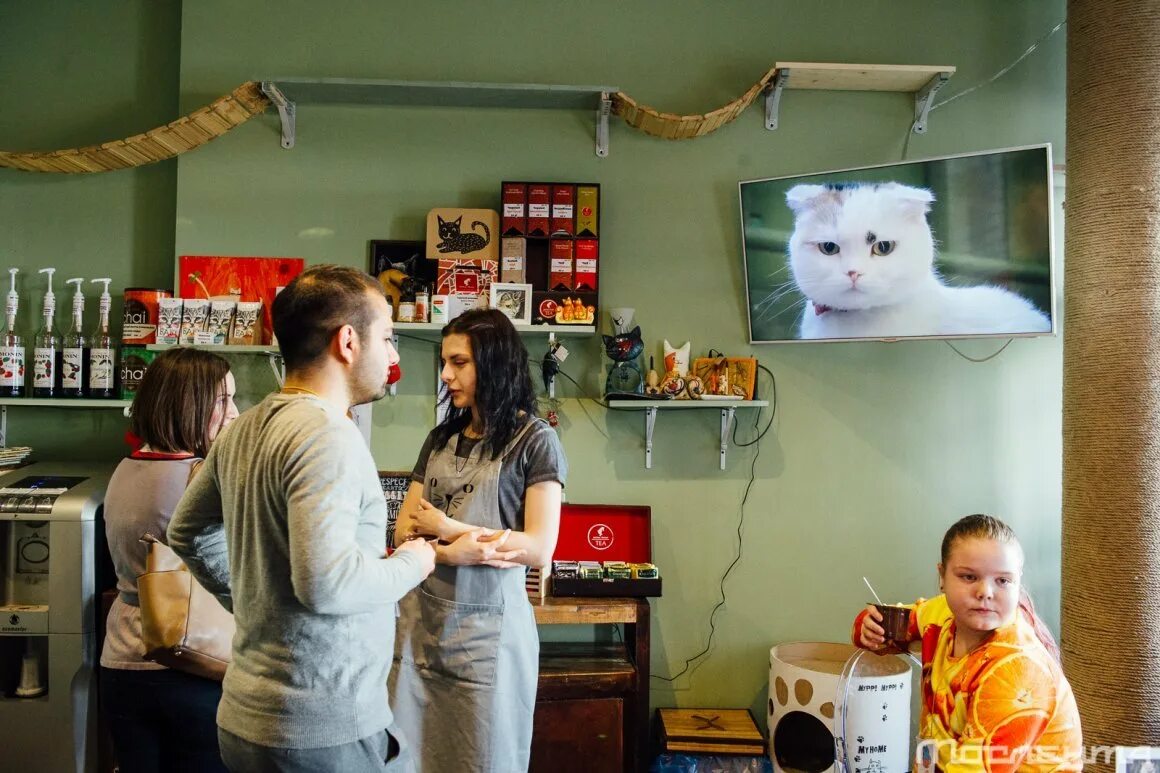 Котокафе котофейня ул земляной вал 32 фото Котокафе москва меню