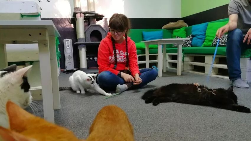 Котокафе котовский монастырская ул 14 фото Визит в волгоградское котокафе. Кошки - они как люди: ищут во всем смысл