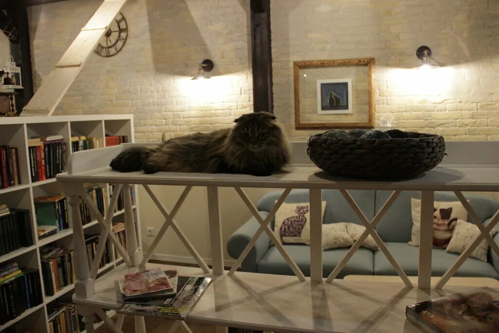 Котокафе котовский монастырская ул 14 фото Zoki cat cafe, anti-café, Kirov, Maklina Street, 30 - Yandex Maps