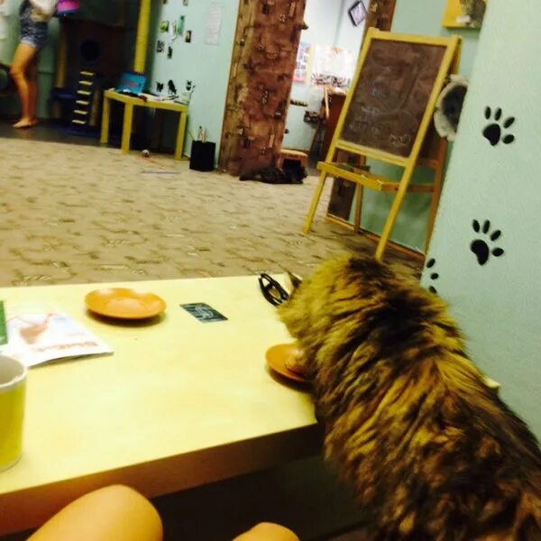 Котокафе котовский монастырская ул 14 фото Photos at Котокафе "Кис-Кис" - Café in Красноярск