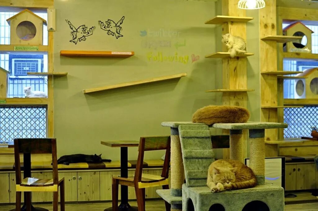 Котокафе котовский монастырская ул 14 фото Кошачье кафе в Убуде (Cats Cafe Ubud)