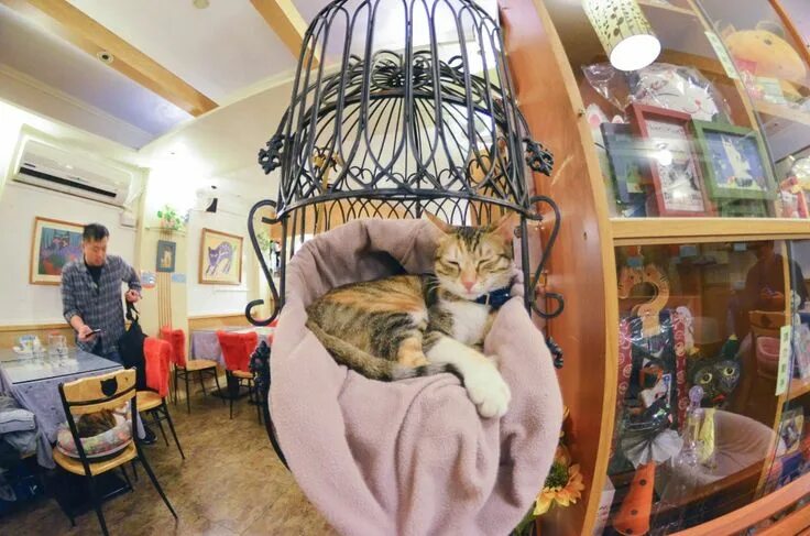 Котокафе котовский монастырская ул 14 фото I Visited the World's 'First' Cat Cafe Cat cafe, Cats, Cat flowers