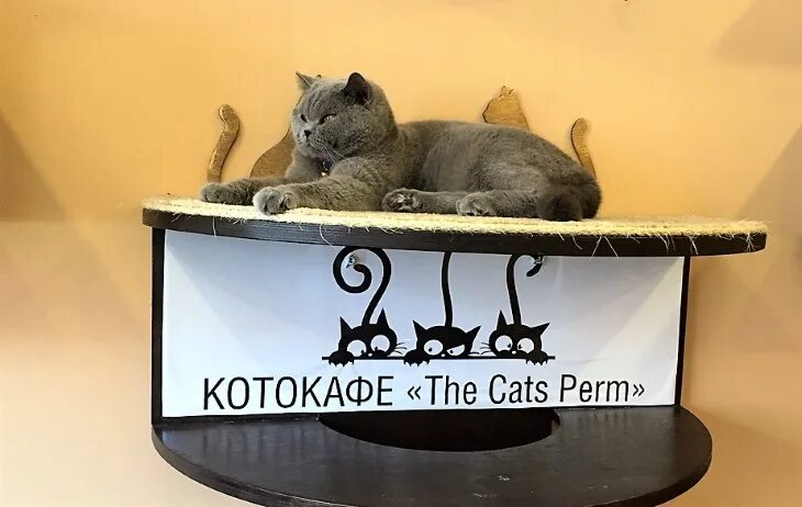 Котокафе котовский монастырская ул 14 фото В пермском кафе начнут проводить занятия йогой с котиками - Новости Перми и Перм