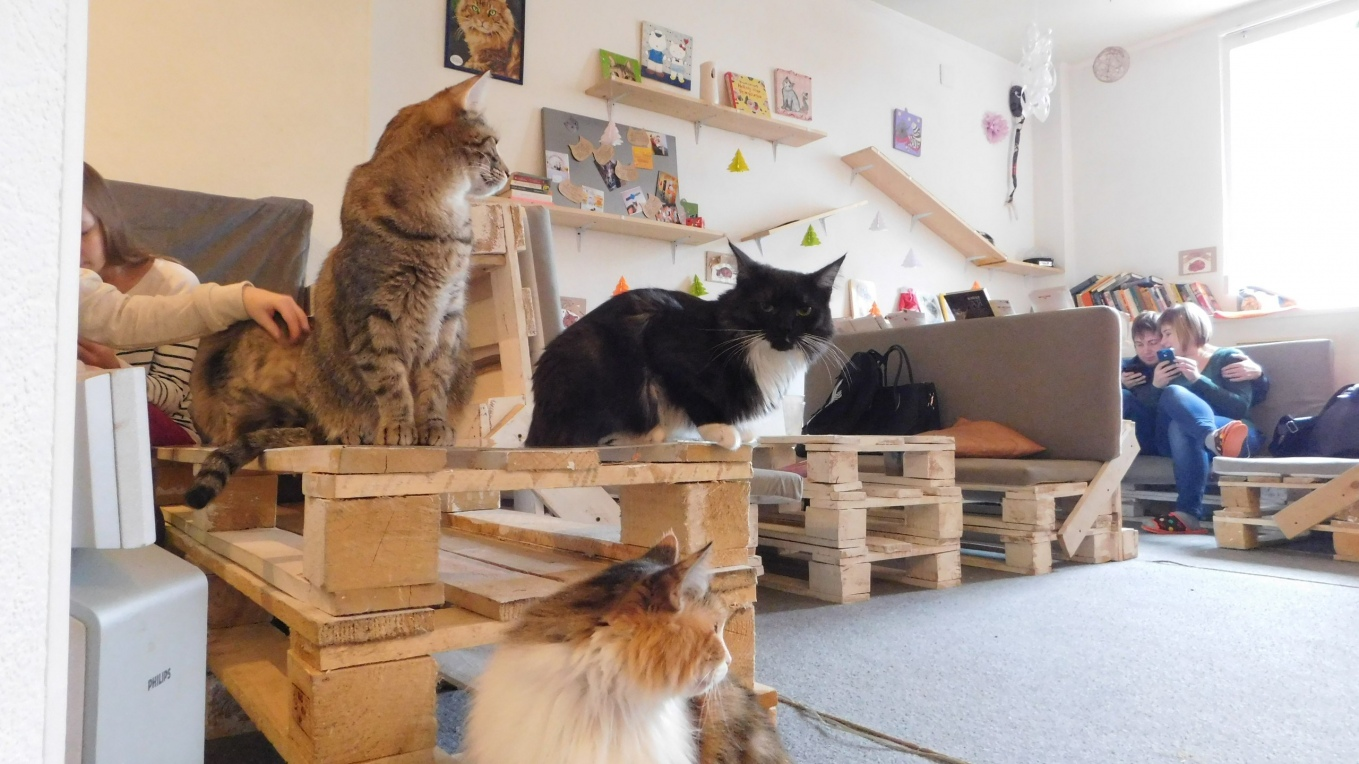 Котокафе котовский монастырская ул 14 фото Котокафе кострома