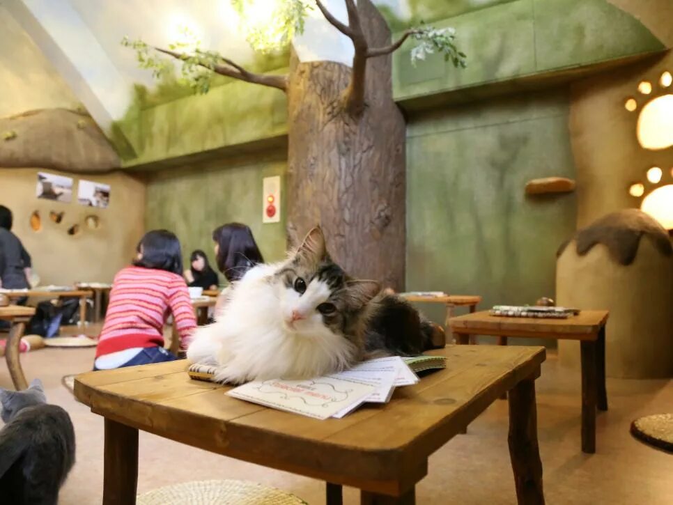 Котокафе котовский монастырская ул 14 фото 7 Bucket List Trips for Coffee Lovers Travel Channel