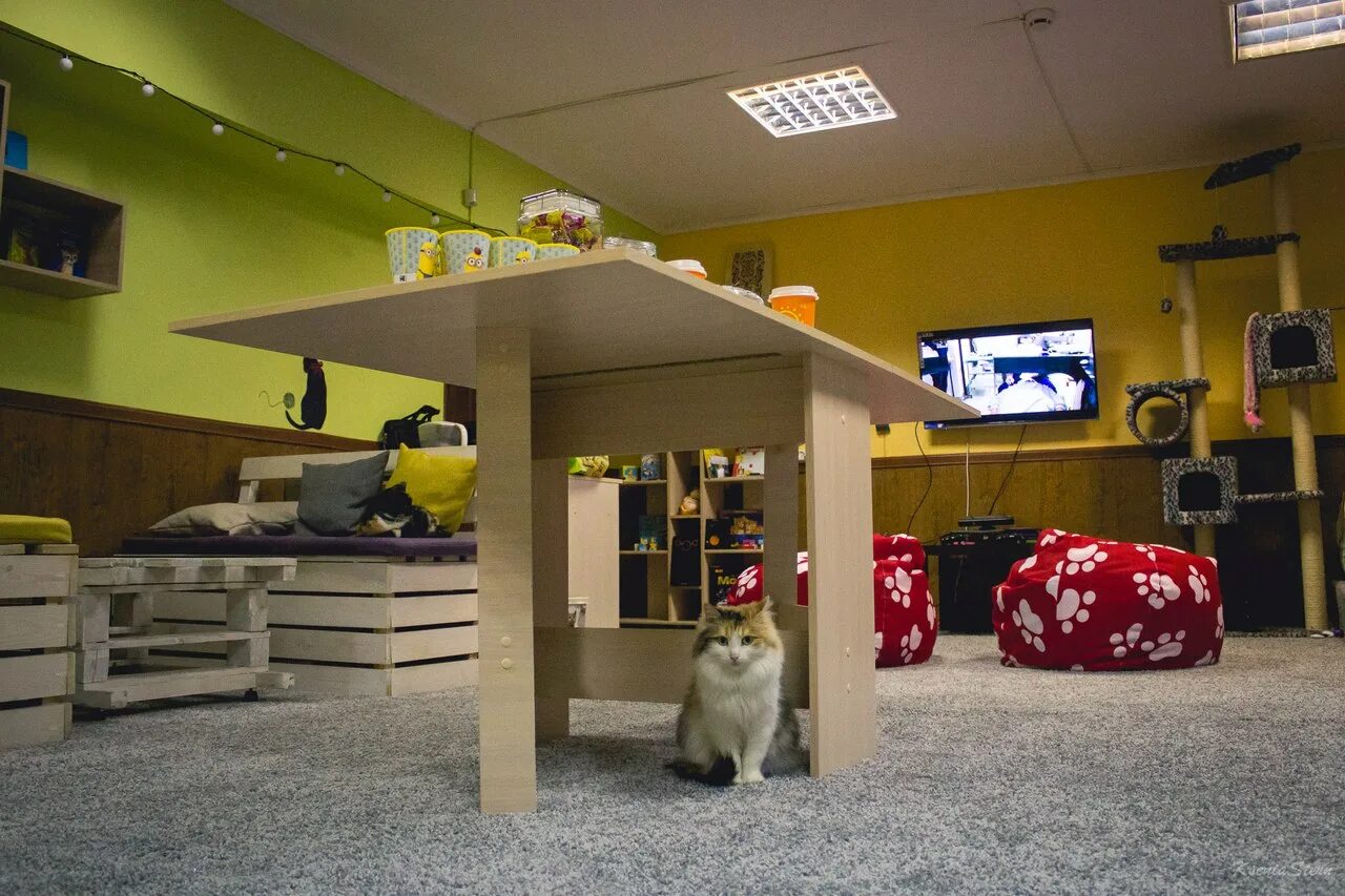 Котокафе котовский монастырская ул 14 фото Выбирали самых добрых": В Улан-Удэ открылось первое котокафе (ФОТО)