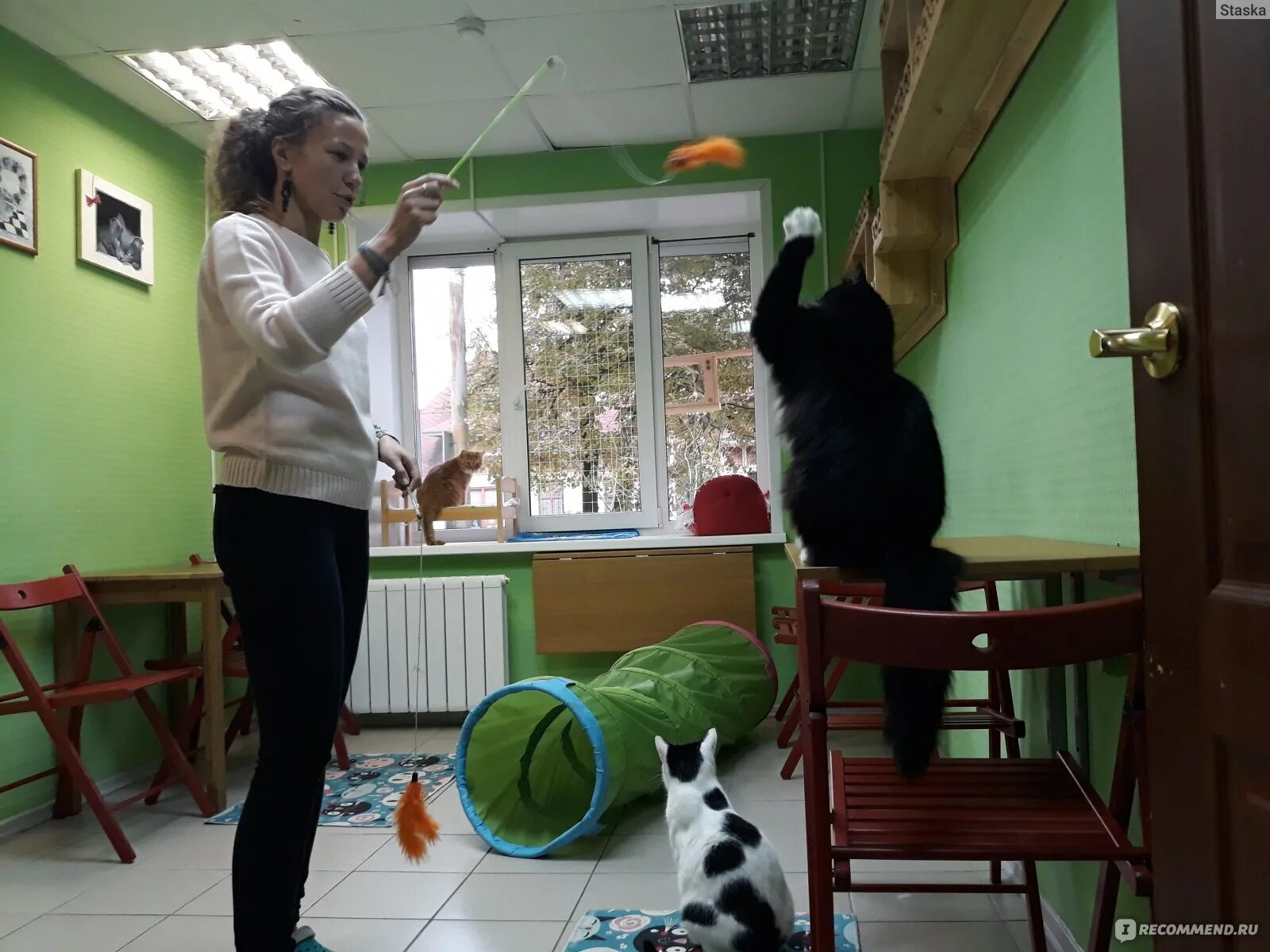 Котокафе котовский монастырская ул 14 фото Котокафе "КОфеТерий", Ярославль - "Земля оКОТованная" отзывы