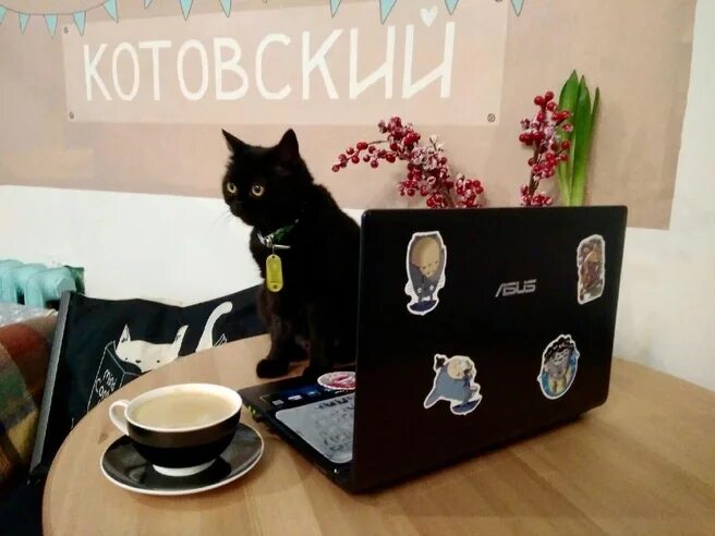 Котокафе котовский монастырская ул 14 пермь фото Что отменяют и переносят в Перми из-за угрозы коронавируса в марте 2020 г - 16 м