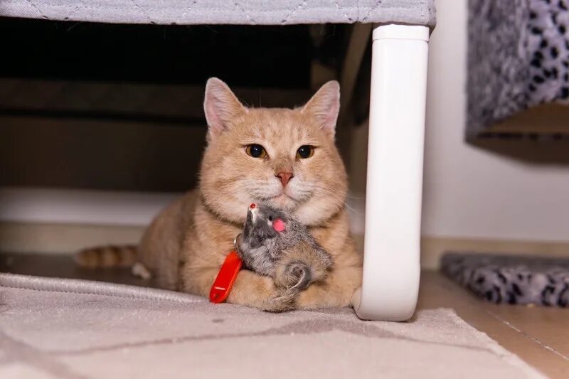 Котокафе котовский монастырская ул 14 пермь фото Волонтеры котокафе в Перми рассказали, как живут их питомцы на самоизоляции - В 