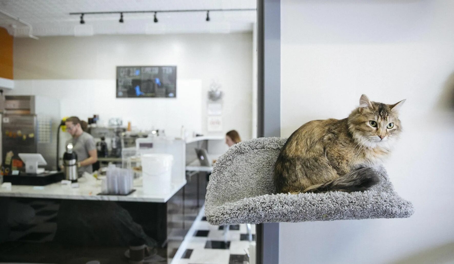 Котокафе мурчелло московская ул 22 фото Cats and coffee: Cat cafe opening in Minneapolis - Washington Times