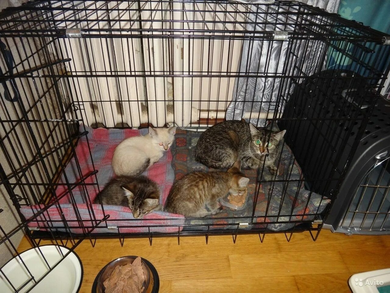 Котоловка для кошек фото Котоловка для кошек - картинки и фото koshka.top