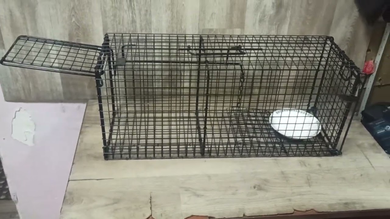 Котоловка для кошек фото Собаколовка - Vetgon.ru