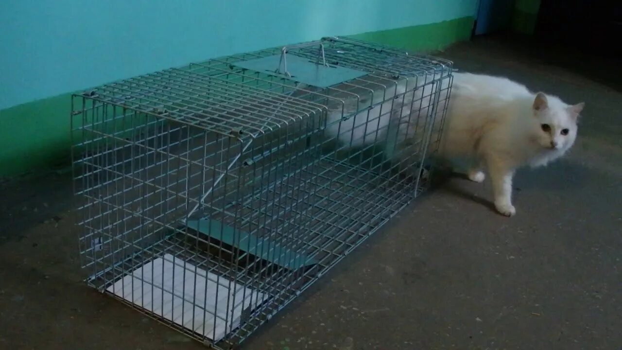 Котоловка для кошек фото Клетка для отлова диких кошек WWW.DOM49.COM - YouTube