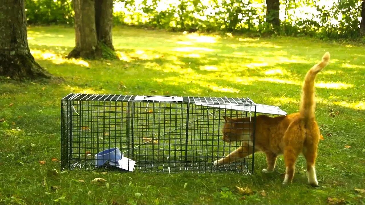 Котоловка для кошек фото Advantek Live Trap for Cat, Raccoon, Opossum, and Armadillo Value Pack Test - Yo