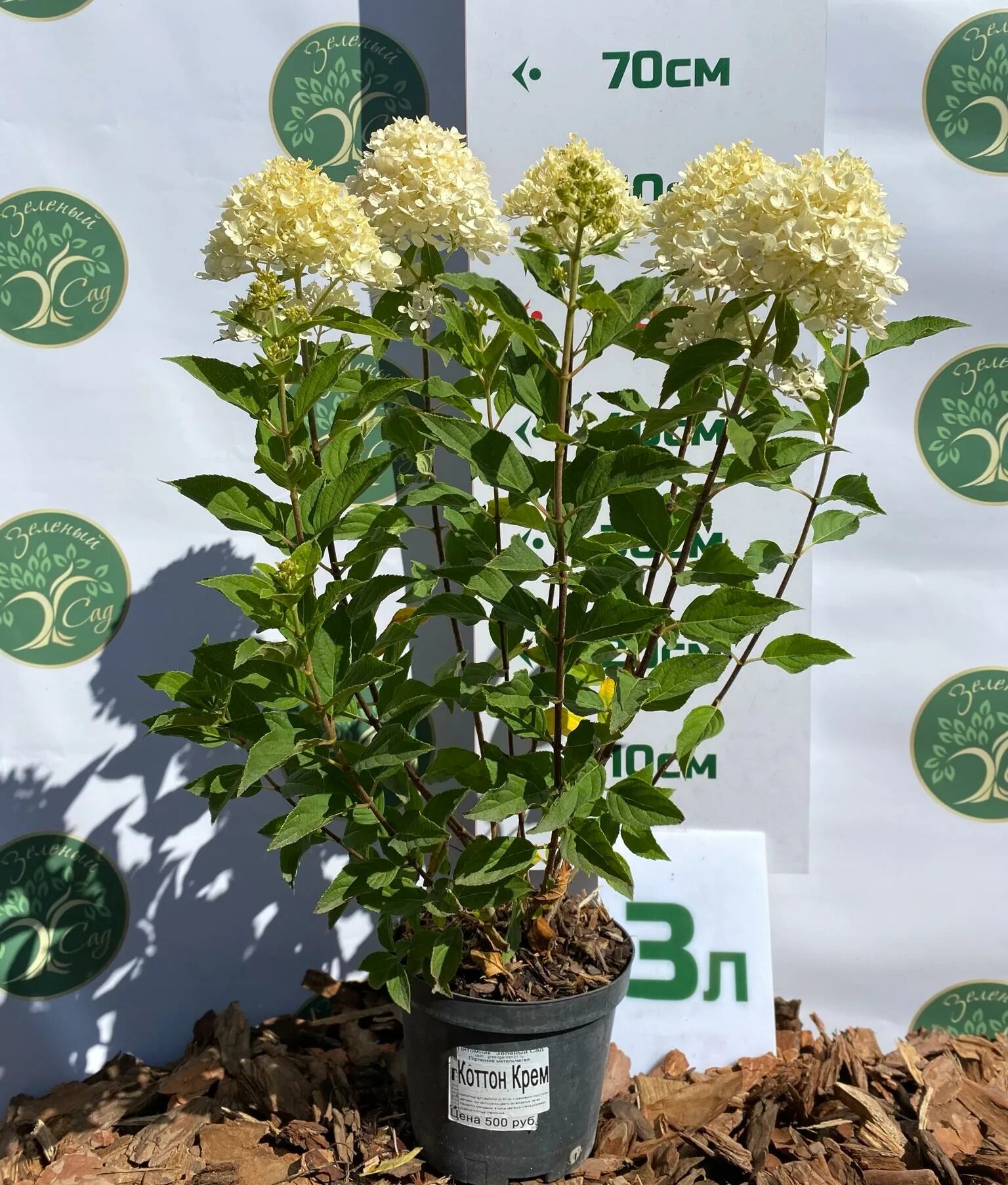 Котон крем гортензия фото Гортензии Гортензия метельчатая Cotton Cream (Коттон Крем) по разумной цене - Зе