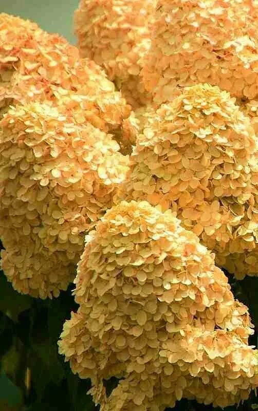 Котон крем гортензия фото Выращивание метельчатой гортензии Коттон Крем (Hydrangea Paniculata Cotton Cream