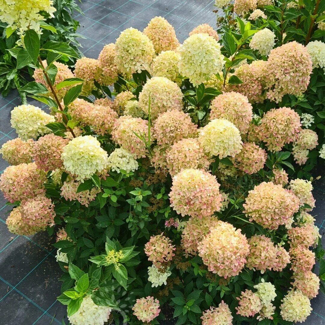 Котон крем гортензия фото Гортензия метельчатая (Hydrangea paniculata) Коттон Крем - купить по низкой цене
