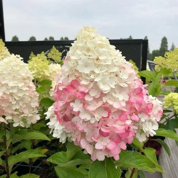 Котон крем гортензия фото Выращивание метельчатой гортензии Коттон Крем (Hydrangea Paniculata Cotton Cream