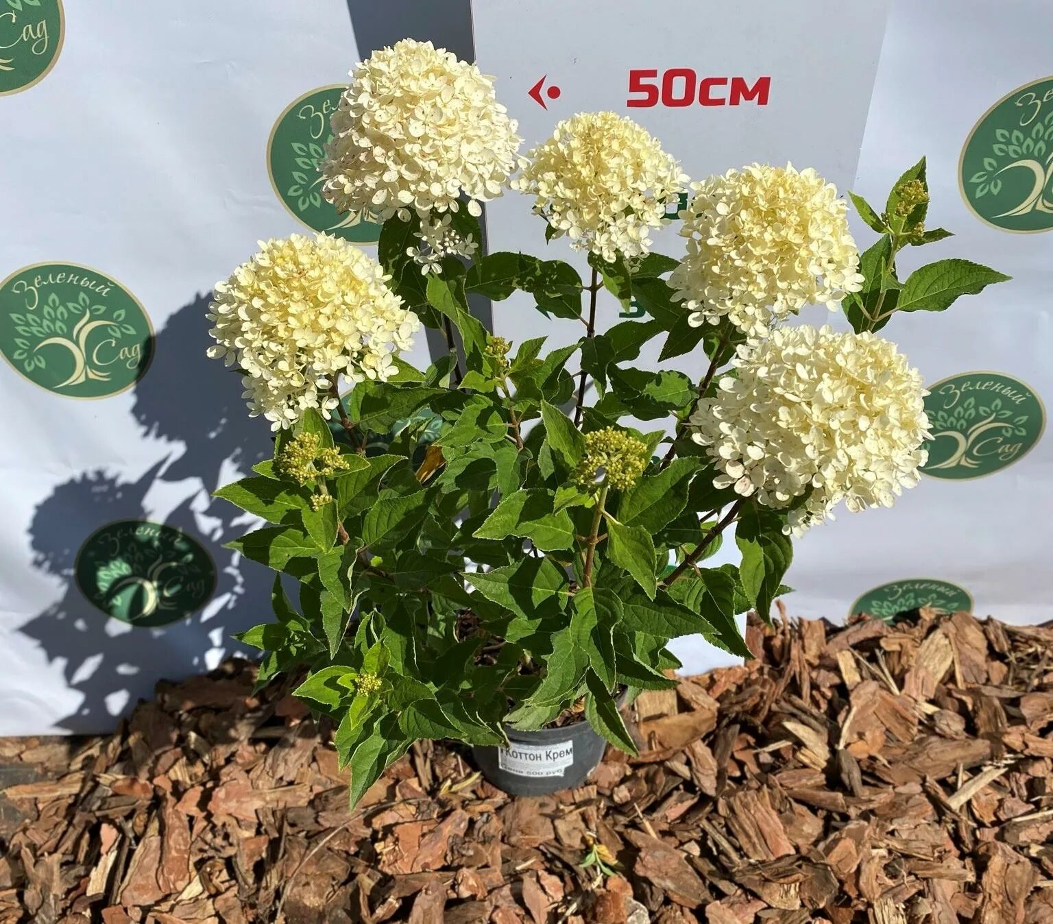 Котон крем гортензия фото Гортензии Гортензия метельчатая Cotton Cream (Коттон Крем) по разумной цене - Зе