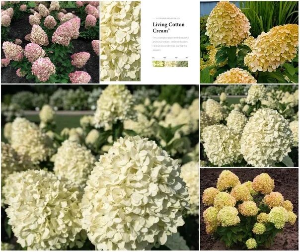 Котон крем гортензия фото описание Hydrangea paniculata "Cotton Cream"Гортензия метельчатая "Cotton Cream"с2=-=900 