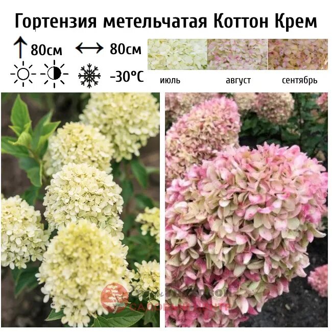Котон крем гортензия фото описание Гортензия метельчатая "Коттон Крем" (Cotton Cream) купить саженцы в интернет-маг