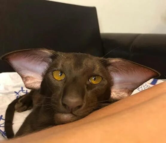 Котопес порода кошек фото Если вдруг тебе хреново.... Новая "хреновая" - Оффтопик - Страница 1131 (id темы