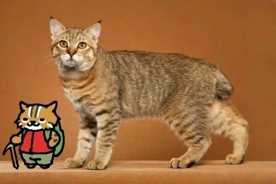 Котопес порода кошек фото Chubby Cats Cats, Cat photo, Warrior cats