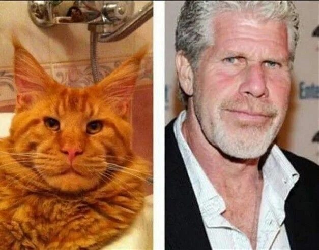 Котов актер фото Unbelievable Cat Resemblance: Meet the Feline Ron Perlman