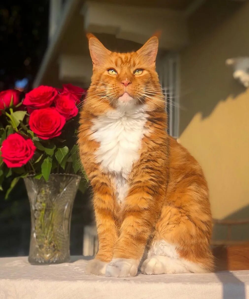 Котов ник фото Образы дня. Наши, по одной фото