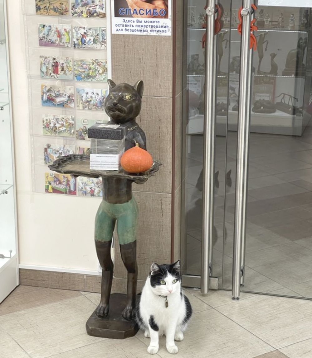 Котовасия просп дзержинского 131 минск фото 7300 экспонатов и 3 кота смотрителя. Уникальная арт-галерея "Котовасия" Увлечени