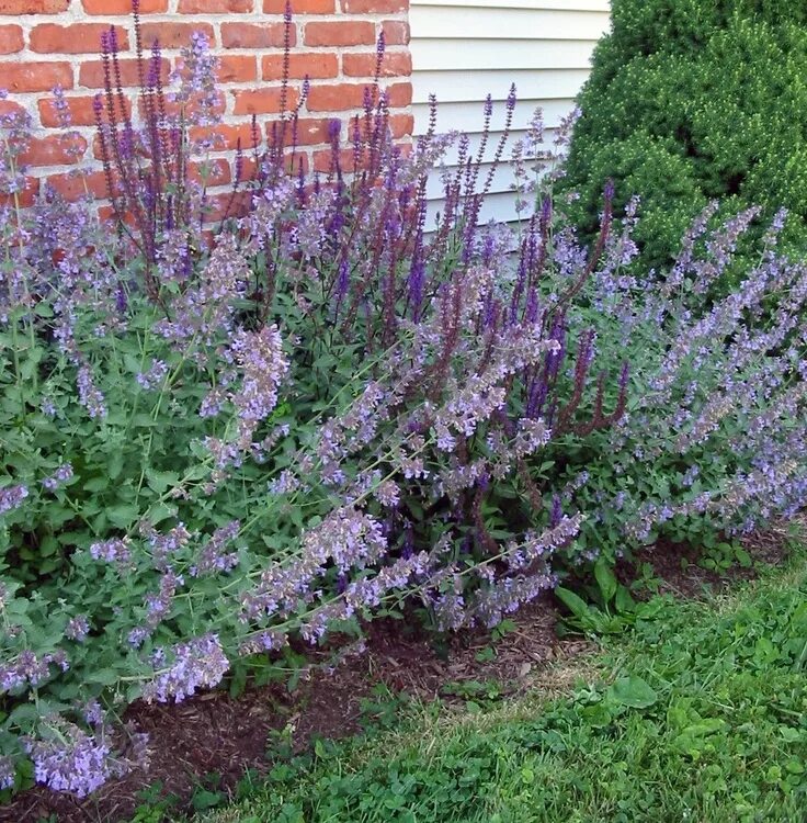 Котовник фассена фото в ландшафтном Salvia & Catmint Against Chimney Herbs, Cottage garden, Dream garden