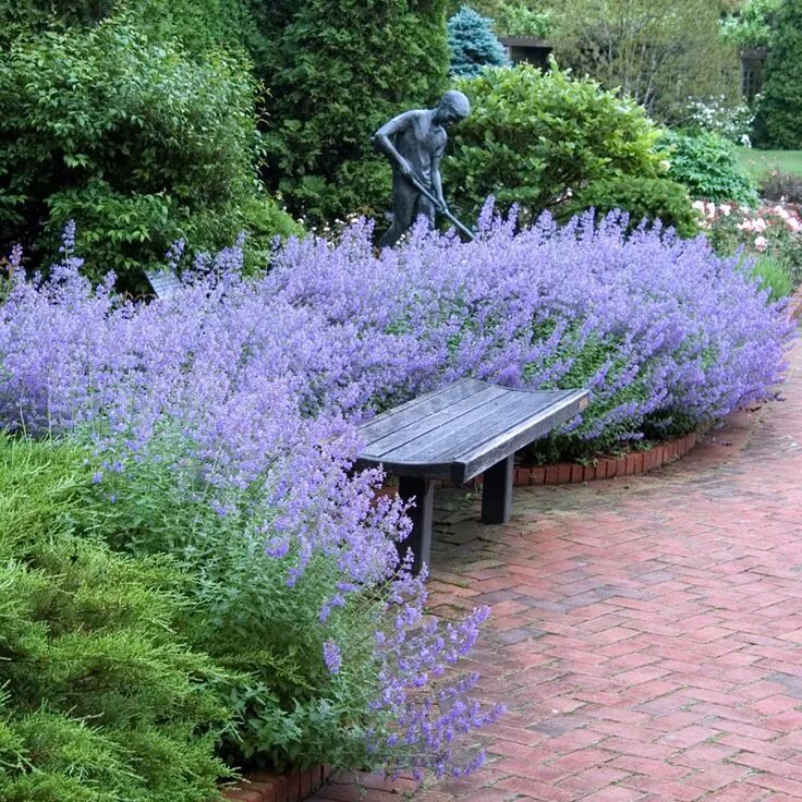 Котовник фассена фото в ландшафтном Nepeta Walker's Low has magnificent blue blooms lasting well over three months Л