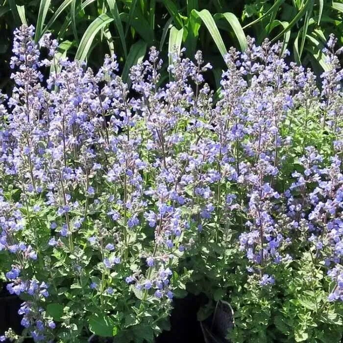 Котовник фассена посадка и уход фото Котовник Фассена Blue Wonder (Блю Вандер) купить выгодно ✵ Сады-Эдема.рф - интер