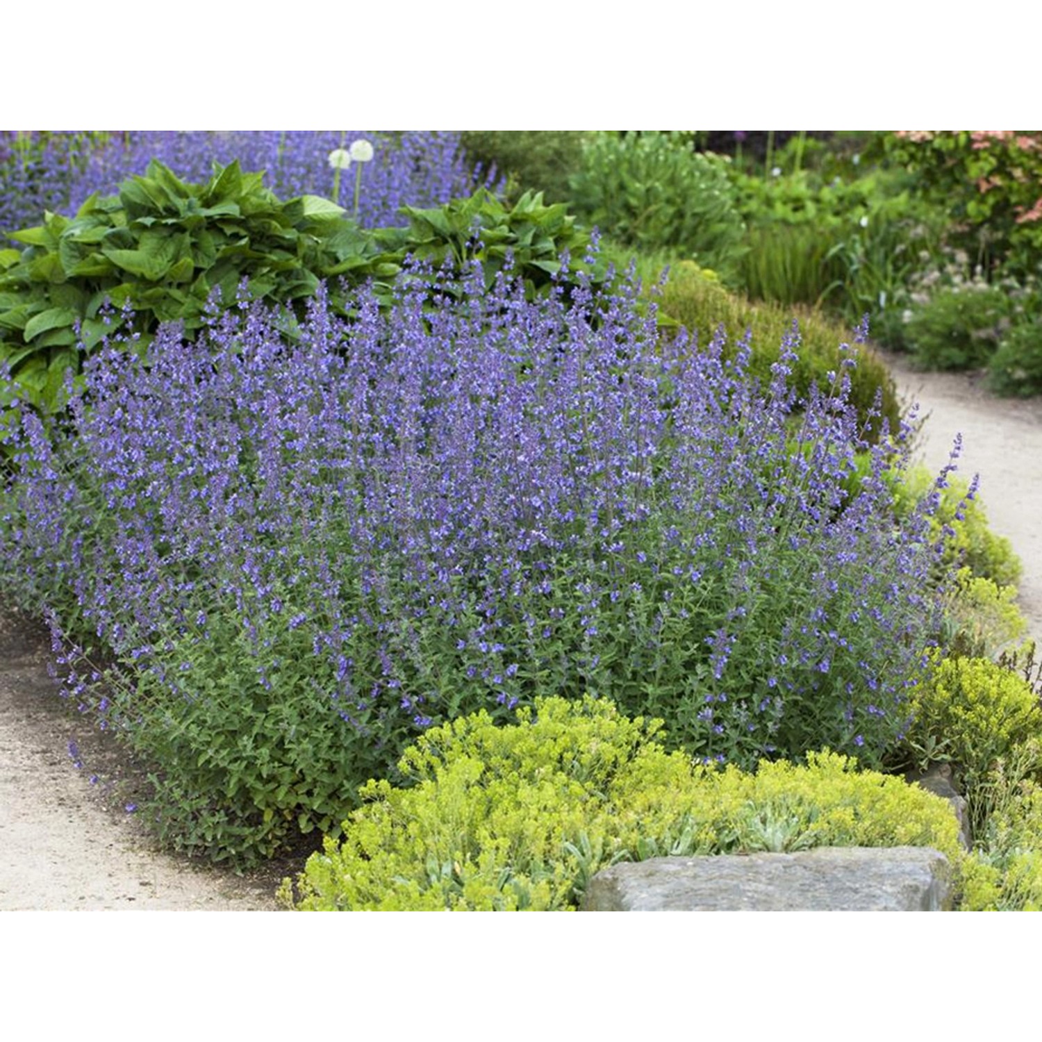Котовник фассена посадка и уход фото Katzenminze Blau Topf-Ø ca. 9 cm x 9 cm Nepeta kaufen bei OBI