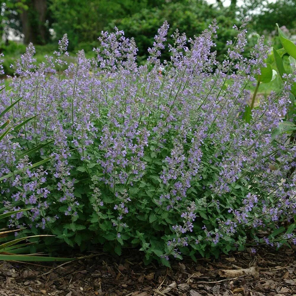 Котовник фассена посадка и уход фото Котовник Фассена Джуниор Уолкер купить с доставкой почтой по РФ, СДЭК курьер, ПВ
