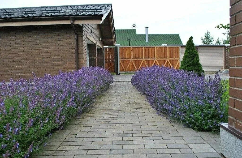Котовник фассена в ландшафтном дизайне фото Фирмы по озеленению в Вёшках: 120 ландшафтных дизайнеров с отзывами и ценами на 