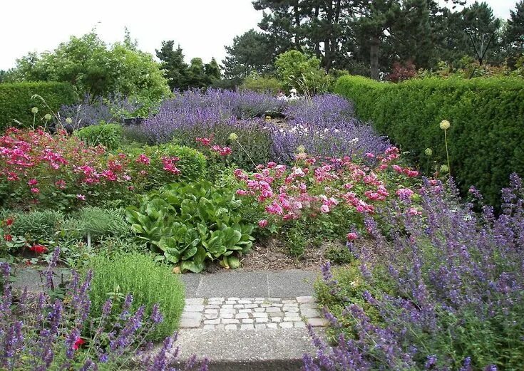 Котовник фассена в ландшафтном дизайне фото Nepeta x faassenii, Katzenminze, Sorte 'Walkers Low'