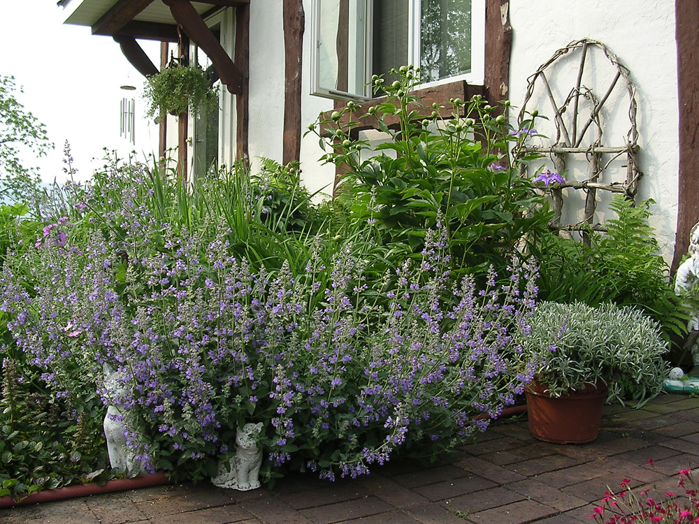 Котовник фассена в ландшафтном дизайне фото catnip - The Sammis Greenhouse Herb Reference