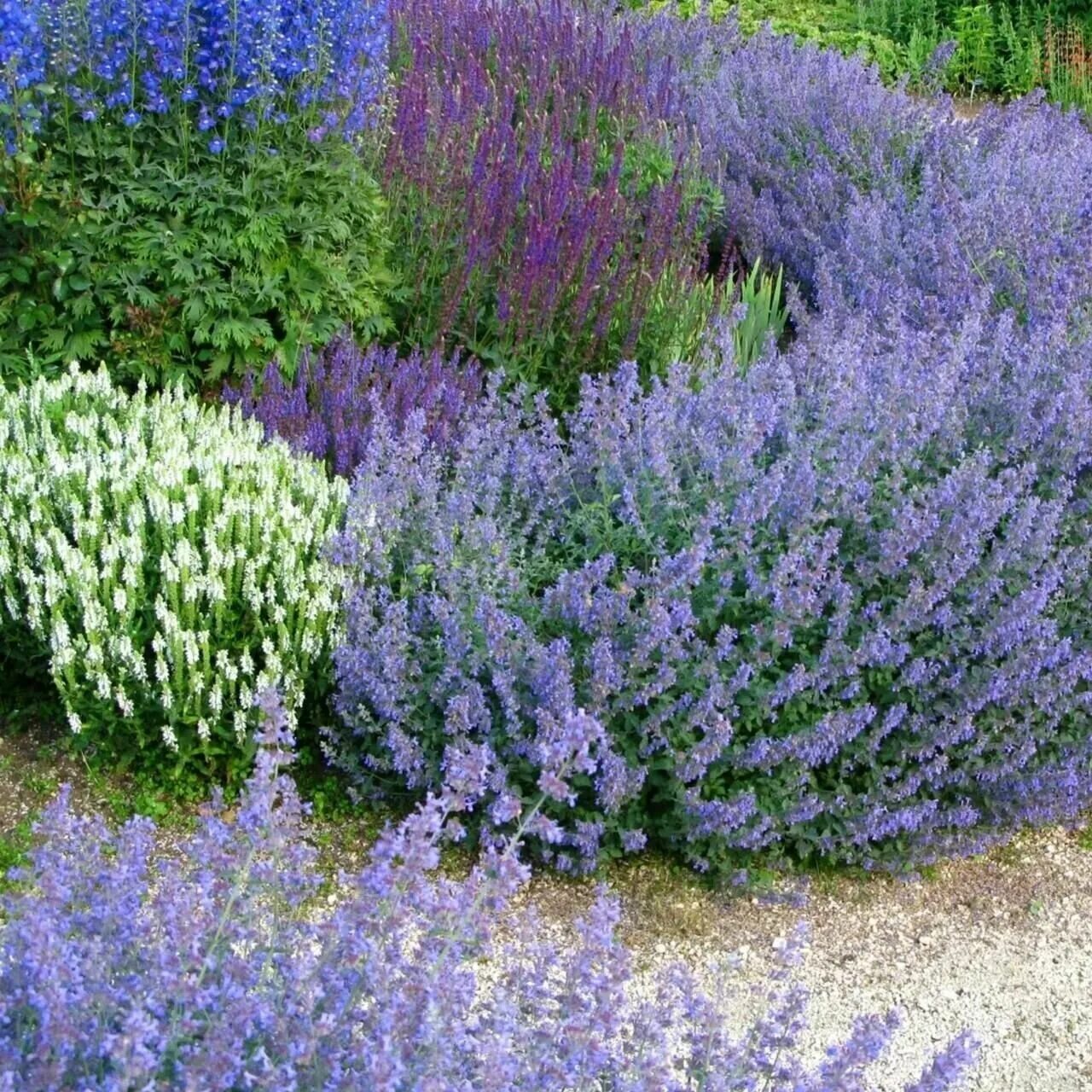 Котовник фассена в ландшафтном дизайне фото Садовые травы котовник жилковатый Nepeta nervosa - купить по низкой цене на Янде