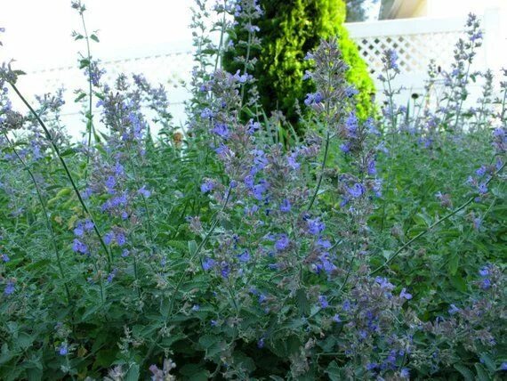 Котовник фото и описание кустарника Catmint Walkers Low Flat of 18 Pots Etsy in 2021 Perennial ground cover, Perenni