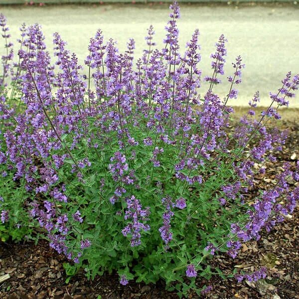 Котовник фото и описание кустарника Котовник Фассена (Nepeta faassenii) купить в Москве по низкой цене из питомника,