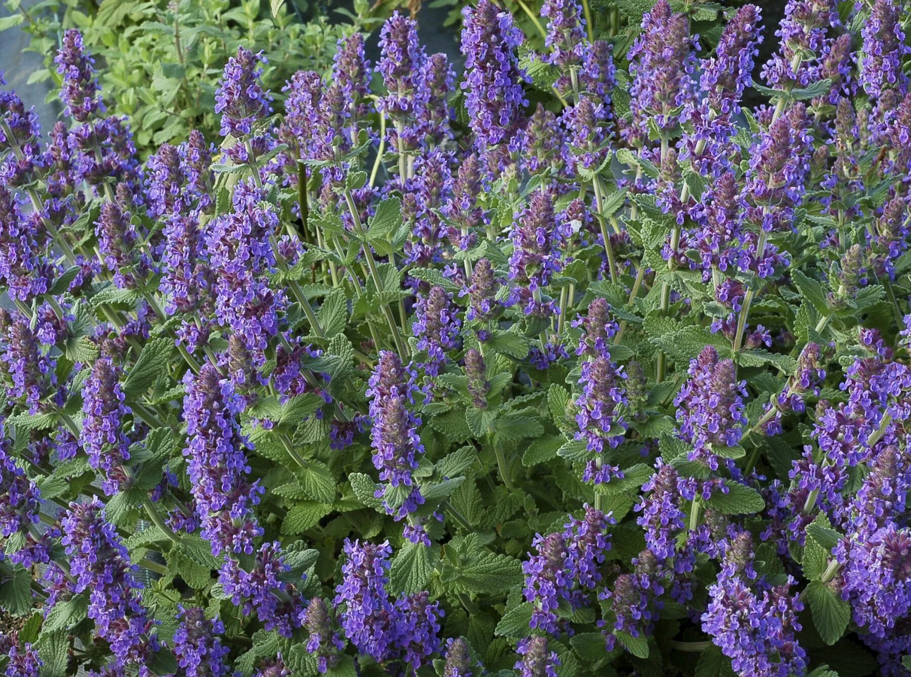 Котовник фото и описание кустарника Nepeta mussinii, - Google Search Summer flowers, Lawn and garden, Front landscap