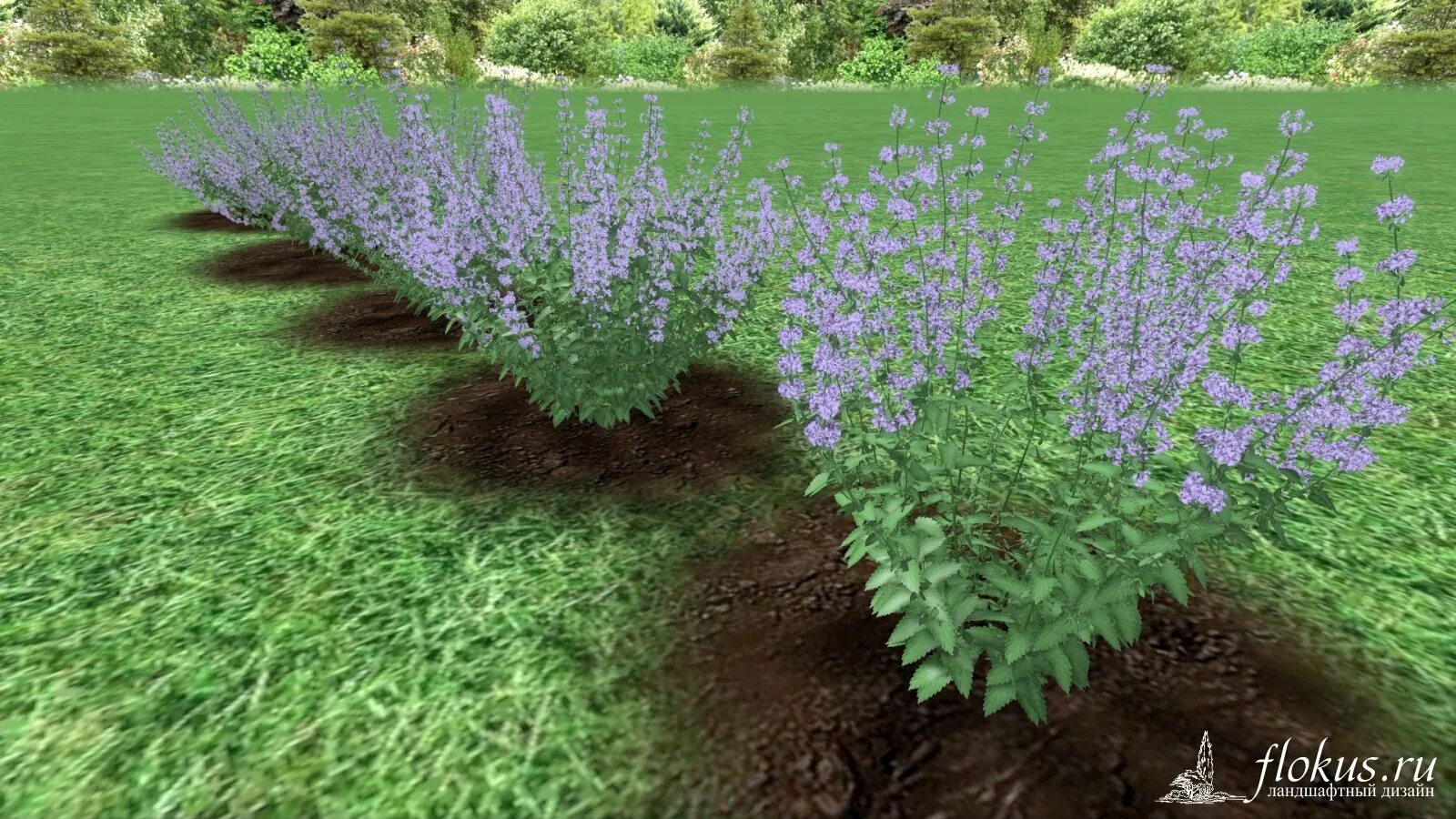 Котовник фото посадка База растений "Котовник 3d" для Realtime Landscaping Architect flokus.ru - ландш