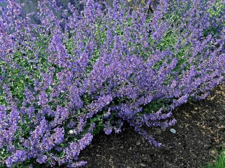 Котовник кустарник фото 10 fiori perenni per il sole - Piante perenni - Fiori perenni per il pieno sole 