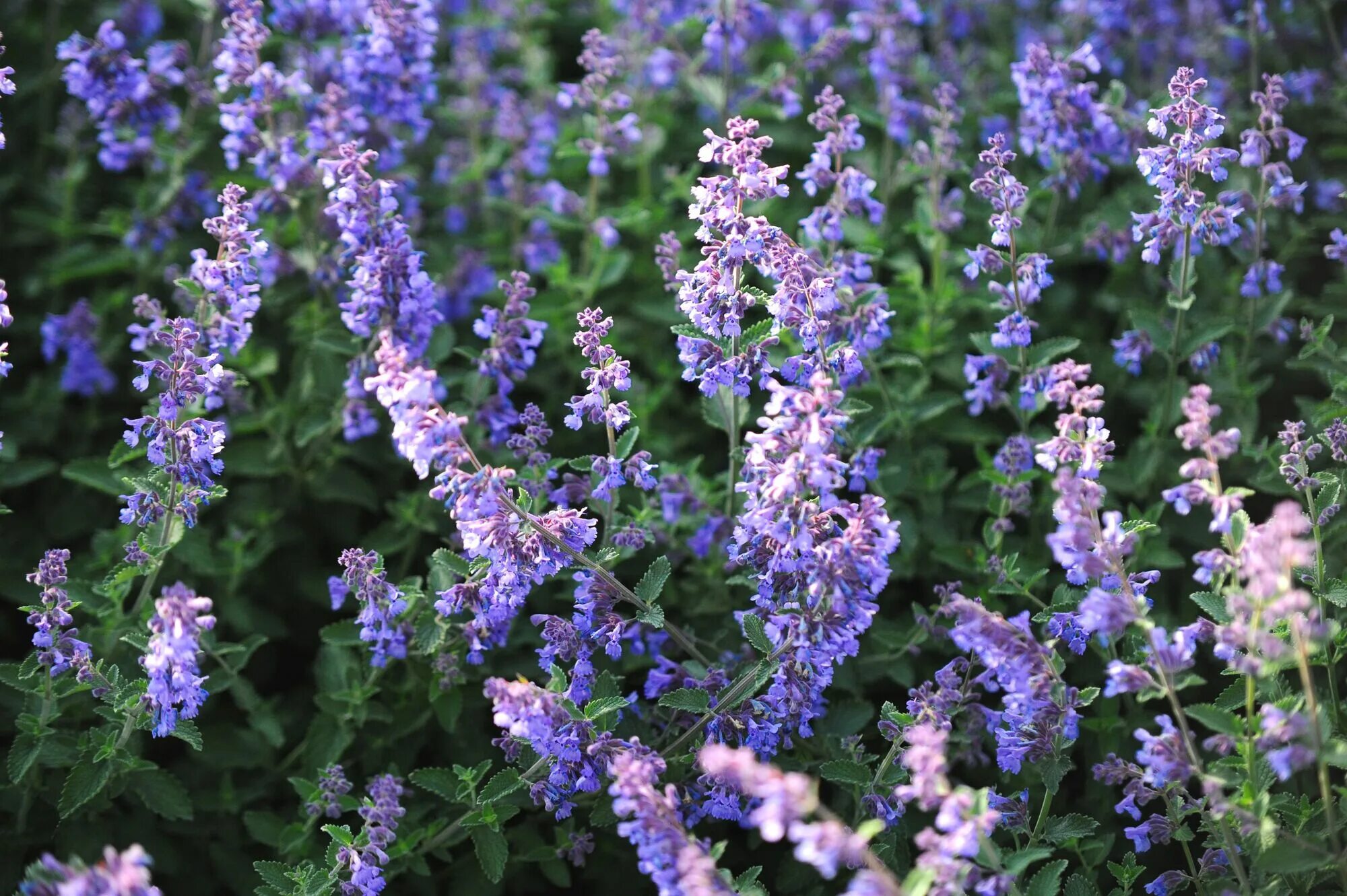 Котовник кустарник фото Котовник Фассена Сикс Хиллс Джайант (Nepeta faassenii Six Hills Giant) 2л купить
