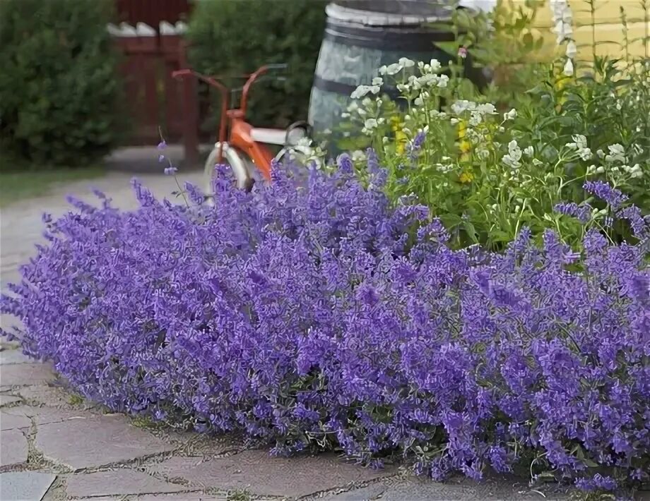Котовник кустарник фото Котовник Фассена Джуниор Валкер - купить саженцы в интернет-магазине Лафа с дост